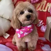 COCOの画像