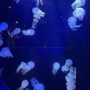 うみつきの画像