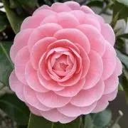 taiyo ladyの画像