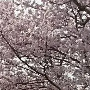 MS【プロフお読みください】の画像