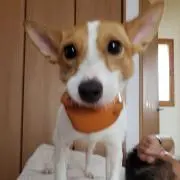 ともの画像
