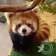 たぬきに