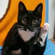 まめもやし