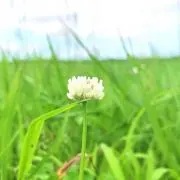 Jellyの画像
