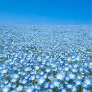 Sakura drops