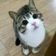 梨