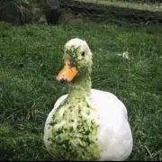 ritoの画像