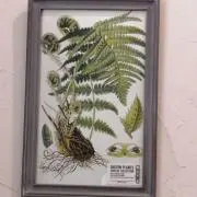 ライム&レモンの画像