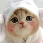 ひまわり