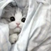 ネコチャンの画像