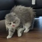 ゆこ