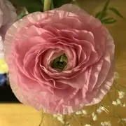 Kの画像