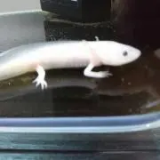 ルーパー