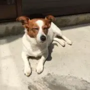 ポテトサラダの画像