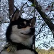 あんこの画像