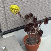 紫香楽太郎の画像