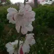 NA