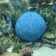 あっちゃん