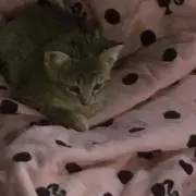 ミエちゃ