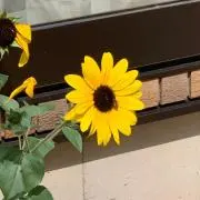 あかねこの画像
