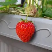 gsパパの画像