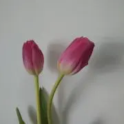 チューリップの画像