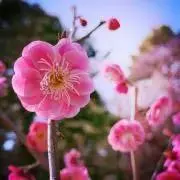 UME