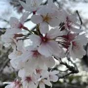 どらごんの画像