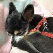 ロクくんの画像