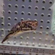 トータス