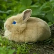 青い目のうさぎ