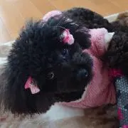 ララ