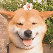 Pの画像