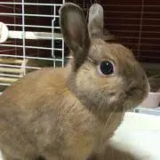 natu yama