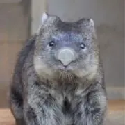 ミニーちゃん