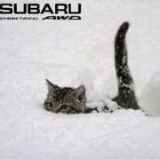 もっくん