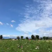 さかなかなの画像