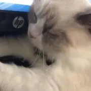 はるの画像