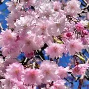 Sakurachip