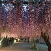 yuriaママ即購入OKの画像