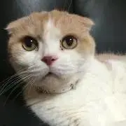 チロの画像