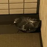 Hatopopの画像