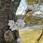 Mi---Ne ひつような方にとどけたいの画像