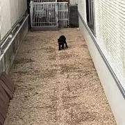 シンゲン☆即可☆ホビー・カード☆の画像