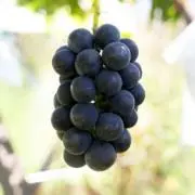 ブラット姫の画像