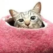 くりっこの画像