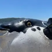 すけまる。の画像