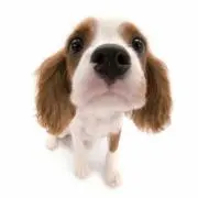 Urohinaの画像