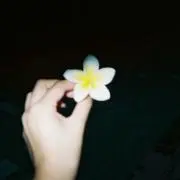 Plumeriaの画像