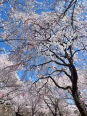 kohの画像